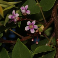 Averrhoa carambola L.